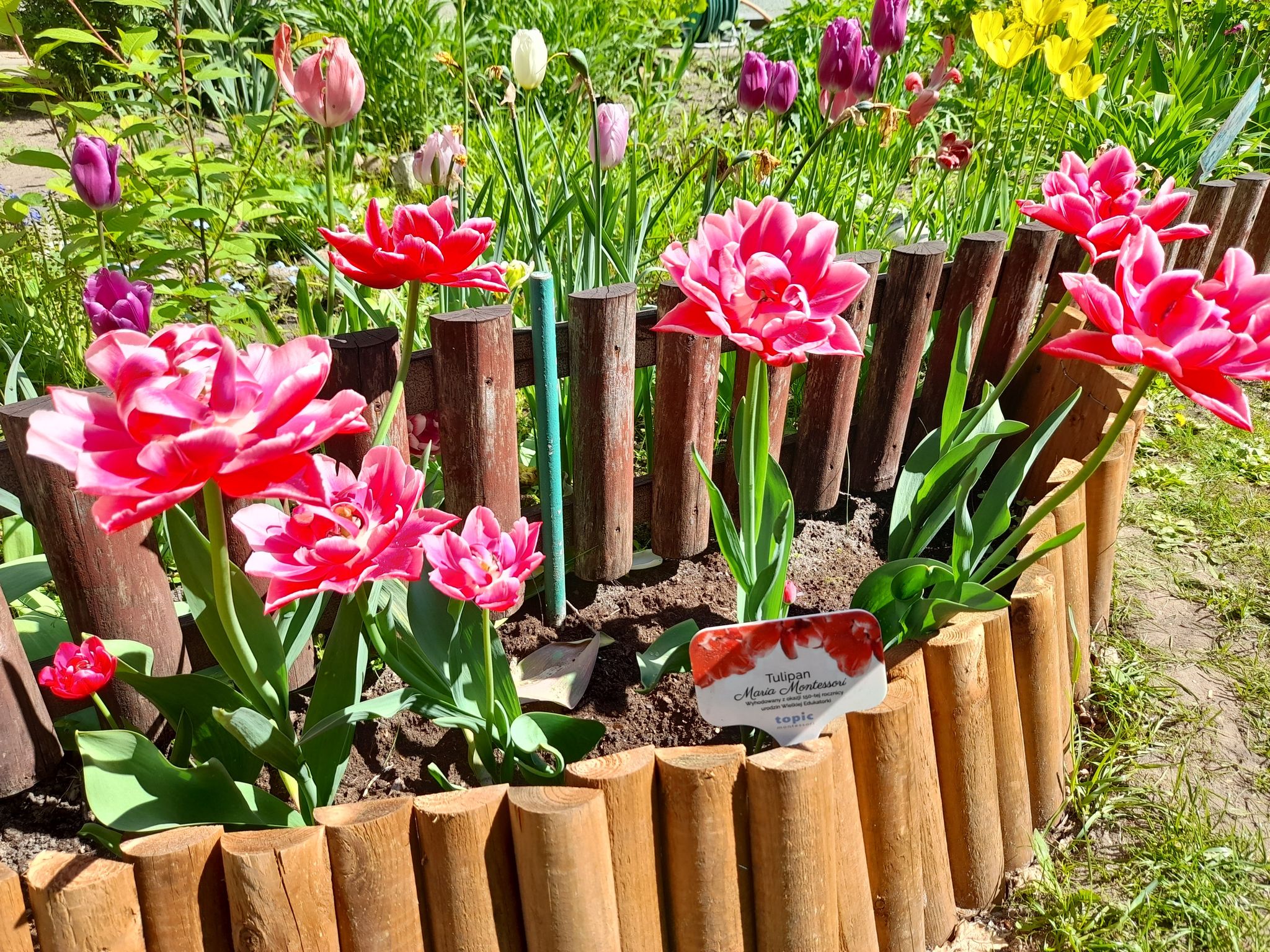 Tulipany „Maria Montessori”
