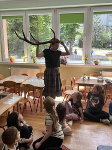 Poroże zgubione przez jelenia w lesie