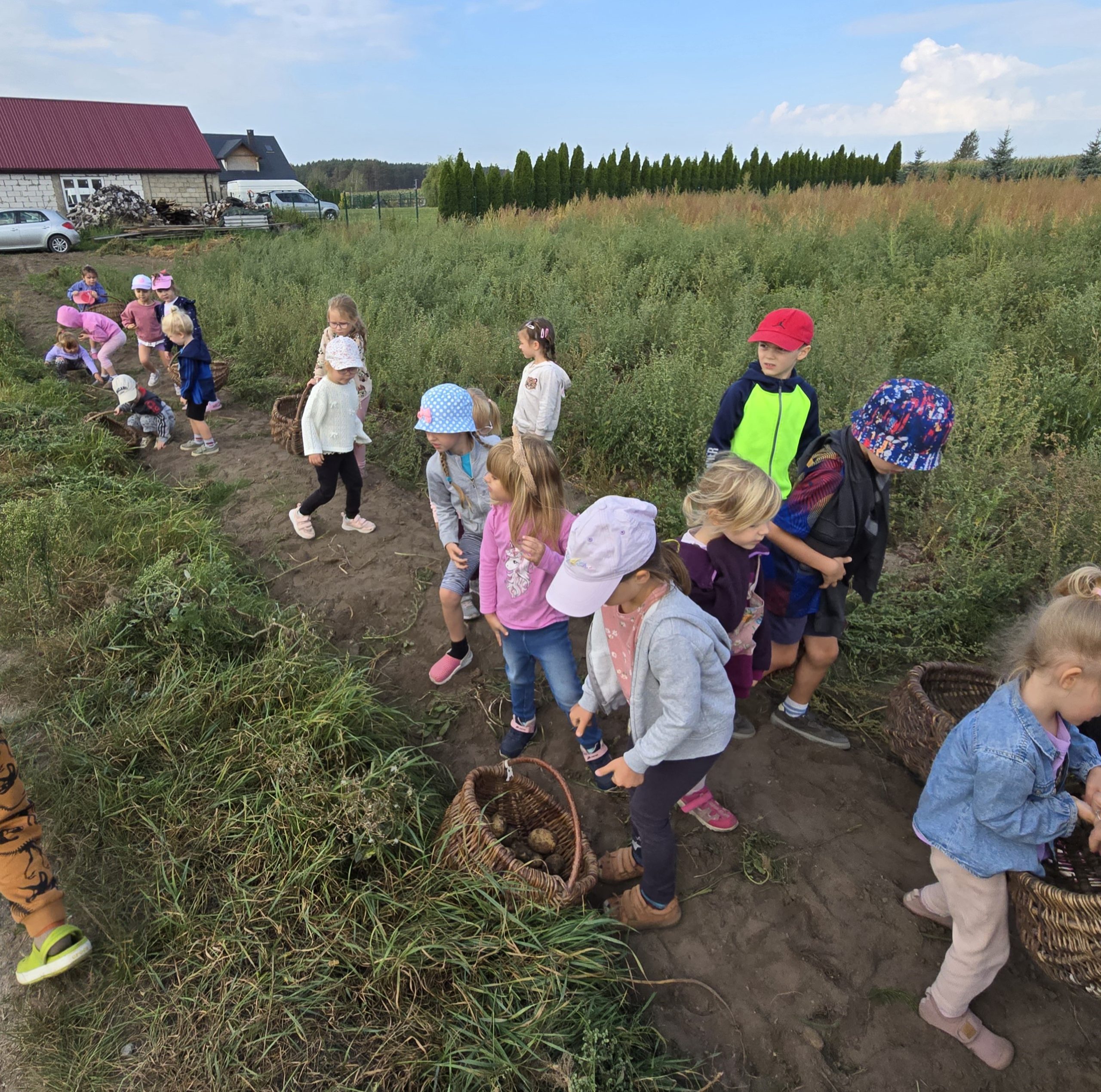 Jesienne wykopki w gr. IV