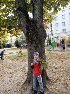 Akcja Ratujemy Kasztanowce