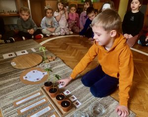 Cykl rozwoju fasoli.