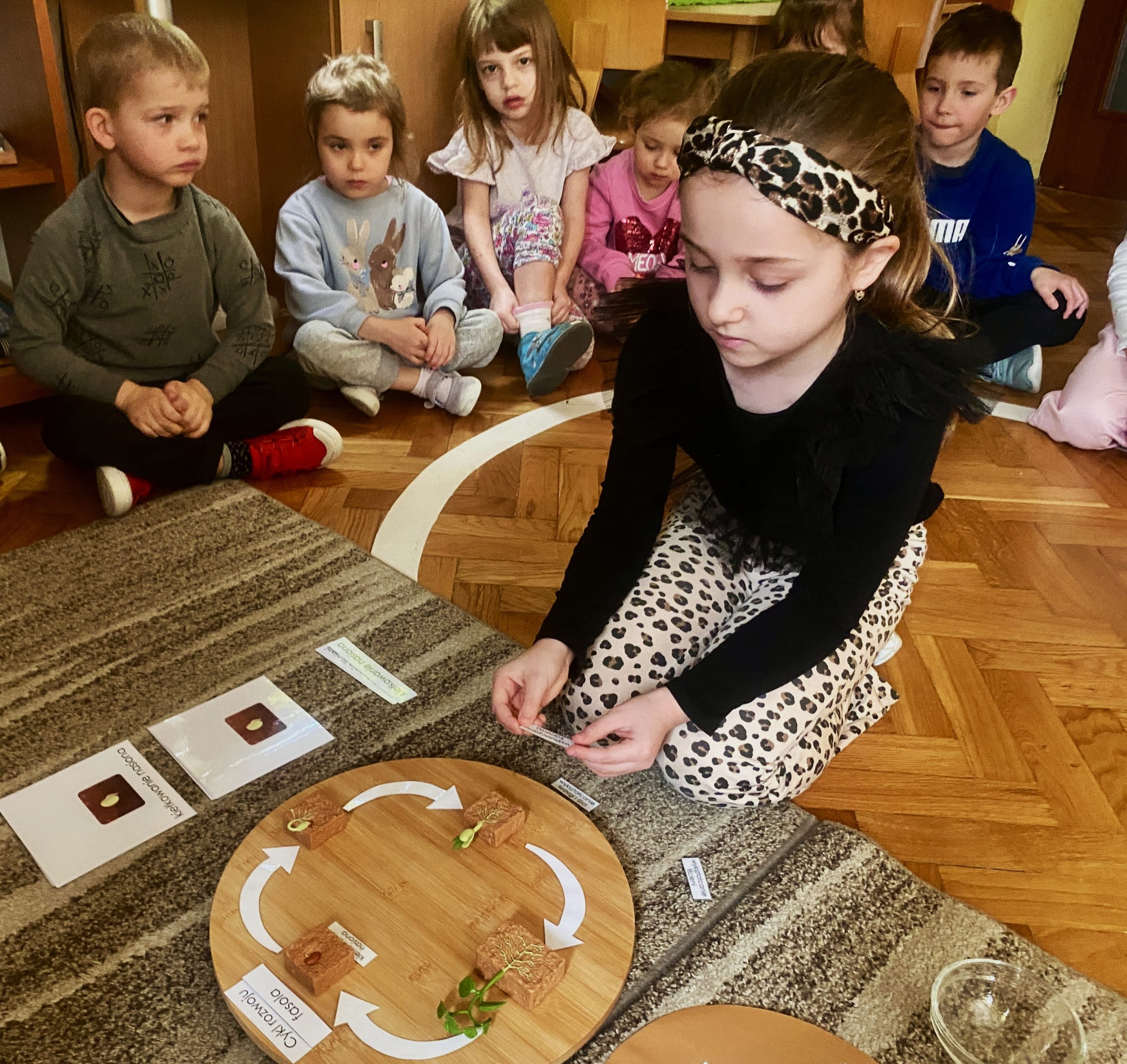 Cykl Rozwoju Fasoli – grupa II