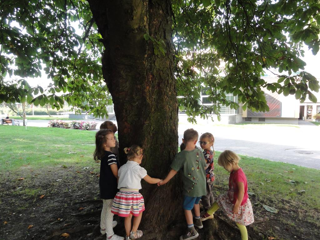 Grupa VIII poznaje drzewa